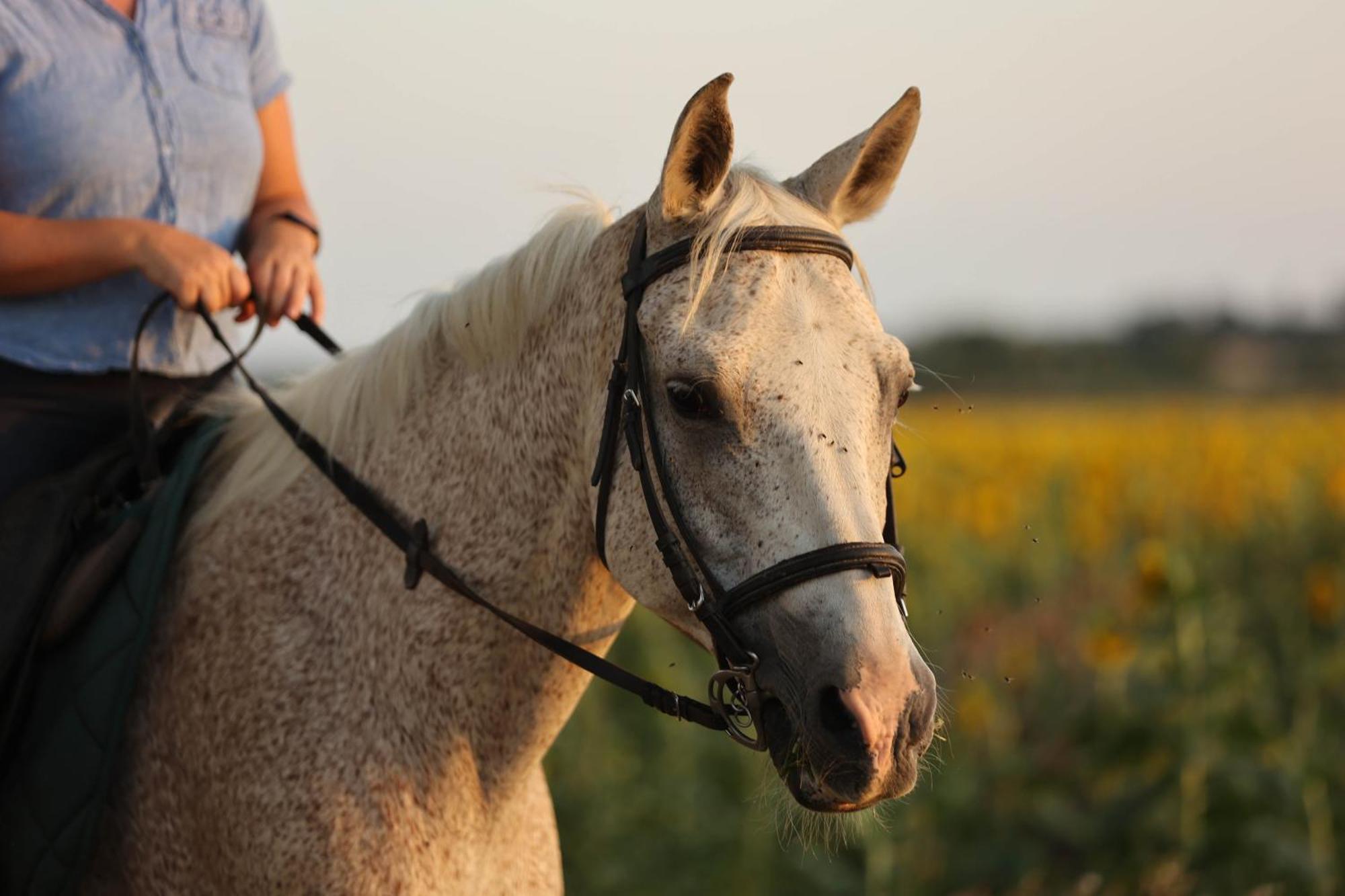 Appartement Cal Robusto, In Masia With Horses *