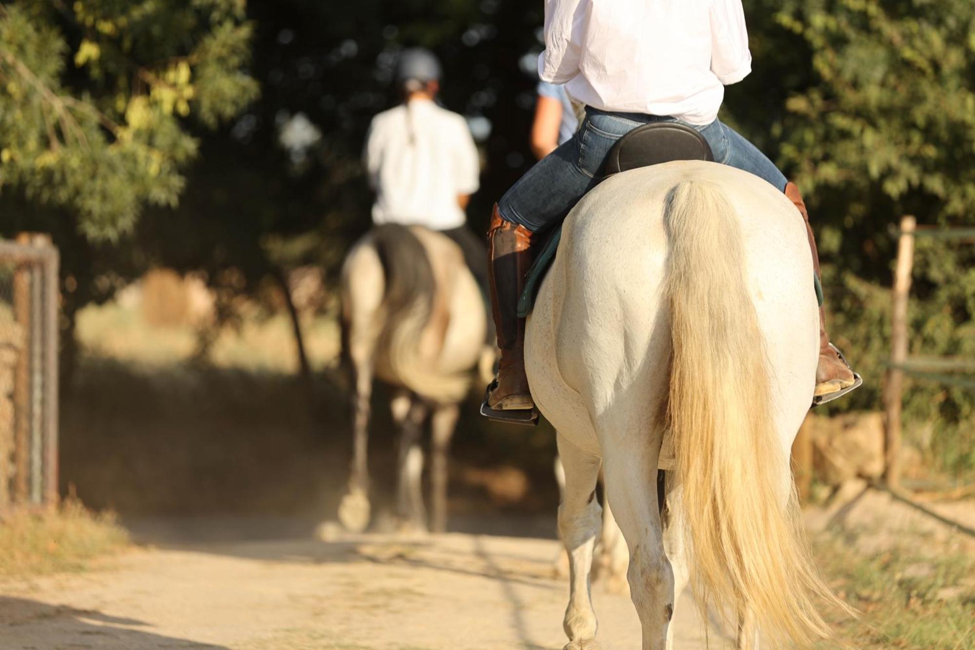 Cal Robusto, In Masia With Horses *