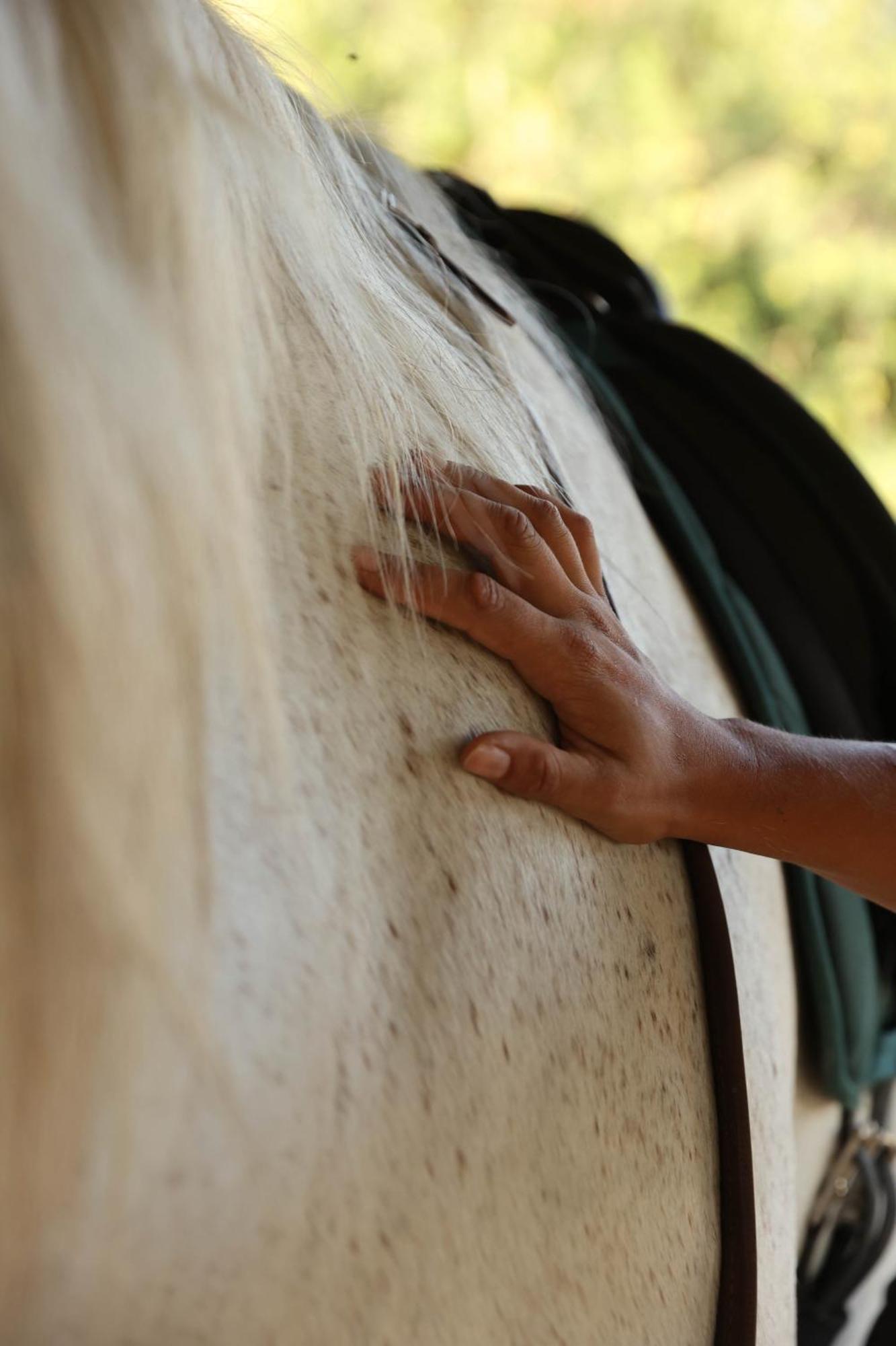 Cal Robusto, In Masia With Horses